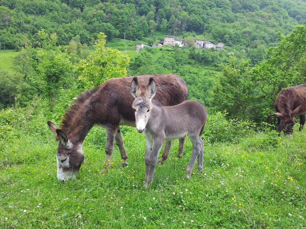 Agriturismo Ca Sonino Bettola  外观 照片